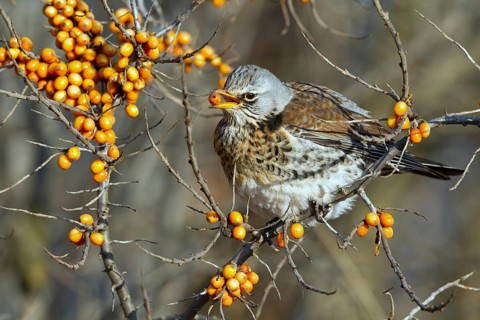 Fieldfare (Turdus pilaris) feeding on berries of Common sea buckthorn (Hippophae rhamnoides),