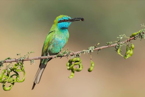 Green Bee-eater (Merops orientalis) with bee in its beak, Eilat, Israel