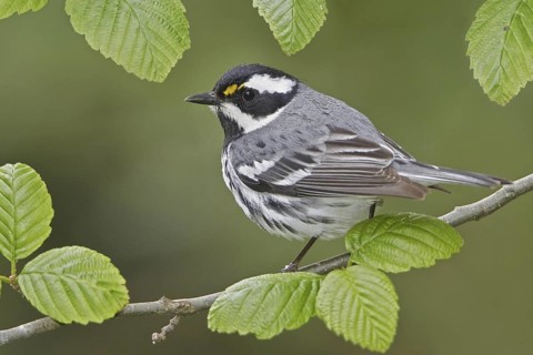 Black-throated Grey Warbler (Setophaga nigrescens), British Columbia, Canada