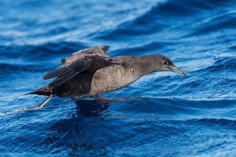 Sooty Shearwater (Ardenna grisea) flying, Eilat, Israel