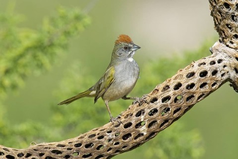 Green-tailed Towhee Pipilo chlorurus Tucson, Pima County, ARIZONA, United States 29 April Adult
