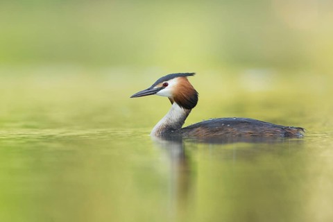 Great Crested Grebe (Podiceps cristatus), Switzerland