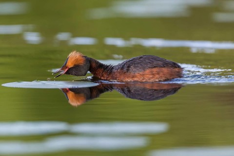 Ohrentaucher (Podiceps auritus) Slavonian Grebe