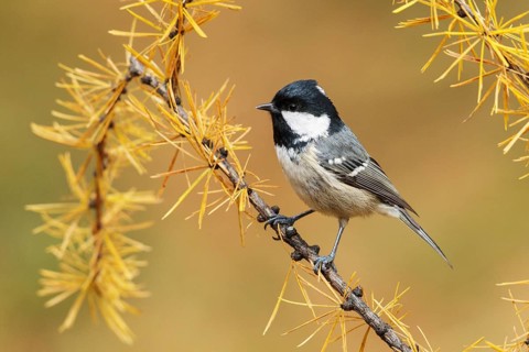 Coal Tit (Periparus ater), Switzerland