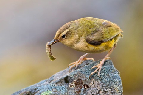 New Zealand Rockwren (Xenicus gilviventris) with prey, South Island, New Zealand