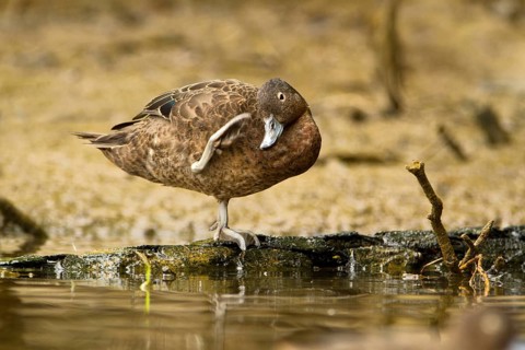Brown Teal (Anas chlorotis) female, North Island, New Zealand