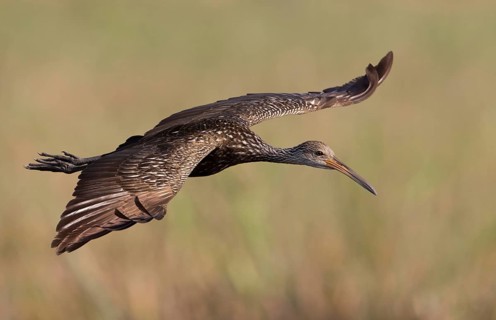 Limpkin (Aramus guarauna) flying, Florida, USA