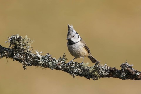 European Crested Tit (Lophophanes cristatus), Carinthia, Austria