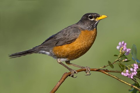 American Robin (Turdus migratorius), British Columbia, Canada