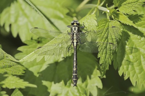 Common Club-tail (Gomphus vulgatissimus), male, North Rhine-Westphalia, Germany