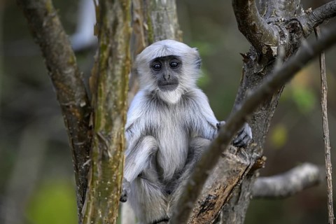 Terai grey langur (Semnopithecus hector), juvenile, portrait, Corbett National Park, near Ramnagar,
