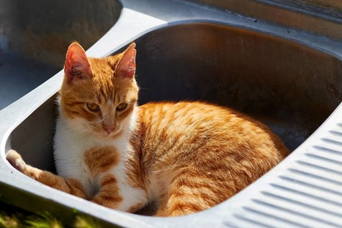 Orange cat lying comfortably in a sink and resting, Kalithea, cat station, Rhodes, Dodecanese,