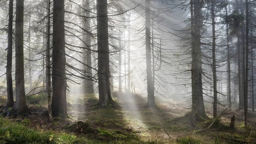 Natural spruce forest with morning fog, sunbeams break through the fog, at the Dreisesselberg,