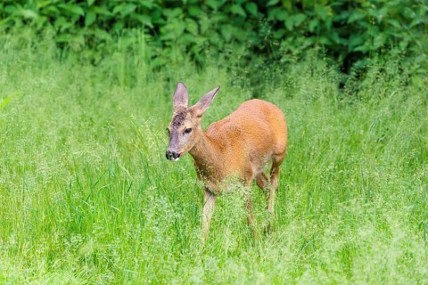 A female roe deer (Capreolus capreolus) crosses a green meadow. Bavaria, Germany