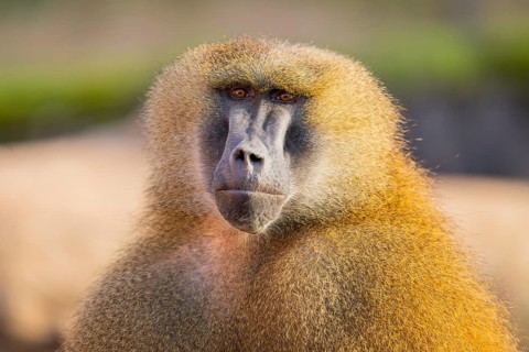 Guinea baboon (Papio papio), portrait, Bavaria, Germany Europe