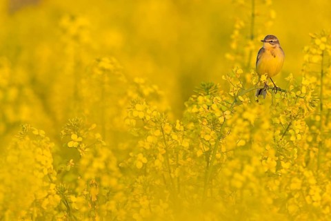 Wiesenschafstelze, Schafstelze, Blue-headed Yellow Wagtail, Motacilla flava flava, Bergeronnette