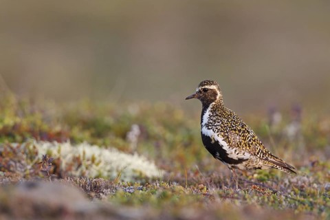 European Golden Plover (Pluvialis apricaria), Iceland