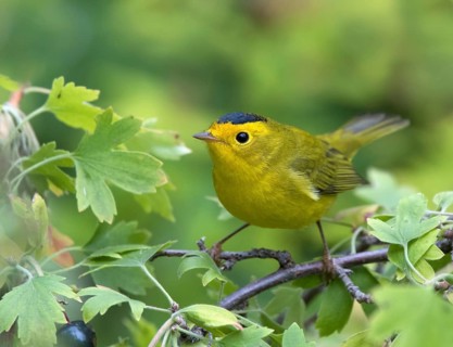 A male Wilson's Warbler, Wilsonia pusilla, perched on a blackcurrant bush in Saskatoon,
