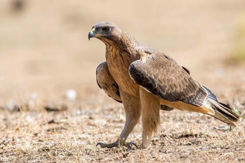 Bonelli's Eagle (Aquila fasciata) juvenile on ground, Andalusia, Spain
