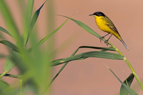 Maskenschaftstelze, Black-headed Yellow Wagtail, Black-headed Wagtail, Motacilla flava feldegg,