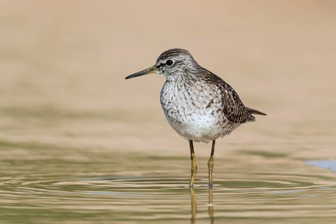Wood Sandpiper (Tringa glareola) foraging, Eilat, Israel