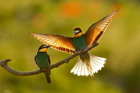 European Bee-eater (Merops apiaster) pair, Piedmont, Italy