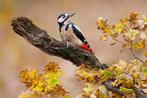 Great Spotted Woodpecker (Dendrocopos major) male, Asturias, Spain