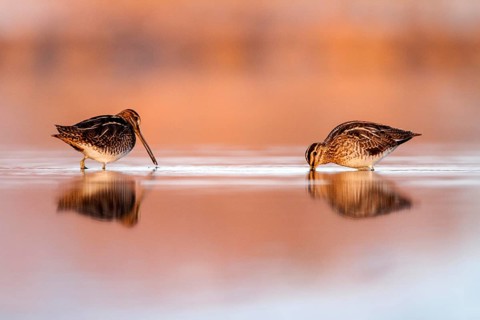 Common Snipe (Gallinago gallinago) foraging, Castile-La Mancha, Spain