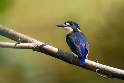 Little Kingfisher (Ceyx pusillus) juvenile, Queensland, Australia