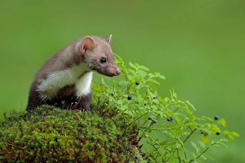 Beech marten, Martes foina, and bilberry with clear green background. Stone marten, detail portrait