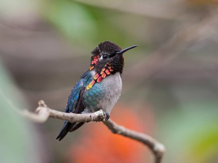 Bee Hummingbird (Mellisuga helenae) male perched on a branch, Cuba