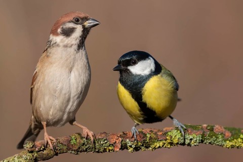 Eurasian Tree Sparrow & Great Tit (Passer montanus & Parus major) perched on a branch, Lower