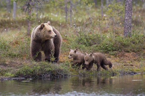 Eurasian Brown Bear (Ursus arctos) mother with cubs walking at lake shore, Finland