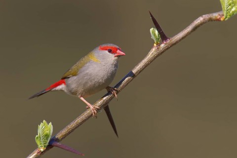 Red-browed Finch (Neochmia temporalis), Australia
