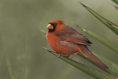 Northern Cardinal (Cardinalis cardinalis), Texas, USA