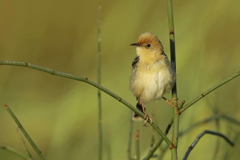 Golden-headed Cisticola (Cisticola exilis) male, Victoria, Australia