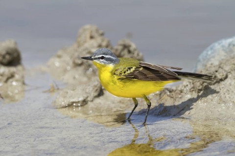 Western Yellow Wagtail (Motacilla flava beema) male, Cyprus