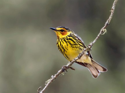 Cape May Warbler (Setophaga tigrina) male, Saskatchewan, Canada