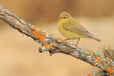 Willow Warbler (Phylloscopus trochilus) perched on lichen branch, Andalusia, Spain