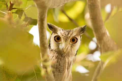 Northern White-faced Owl (Ptilopsis leucotis), Gambia
