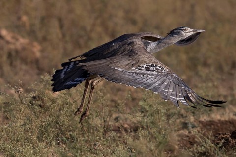 Kori Bustard (Ardeotis kori struthiunculus) male taking flight, Oromia, Ethiopia