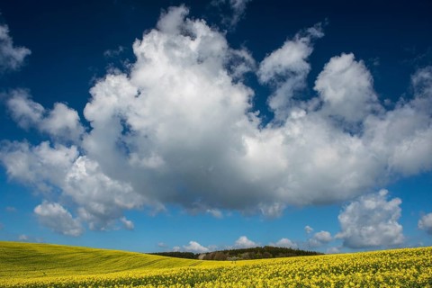 Cloud formation over blooming field of rapeseed (Brassica napus), Ruegen Island,