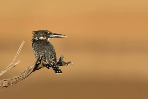 Reuzen Ijsvogel, Giant Kingfisher, Megaceryle maxima