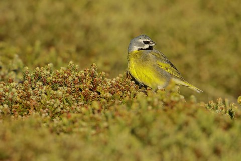 Black-throated Finch (Melanodera melanodera) perched on the ground in the Falkland Islands