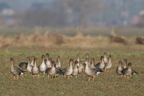 Taiga Bean Goose (Anser fabalis) group foraging in field, North Rhine-Westphalia, Germany