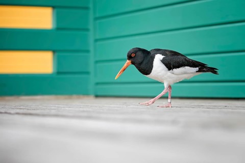 Eurasian Oystercatcher (Haematopus ostralegus), Schleswig-Holstein, Germany