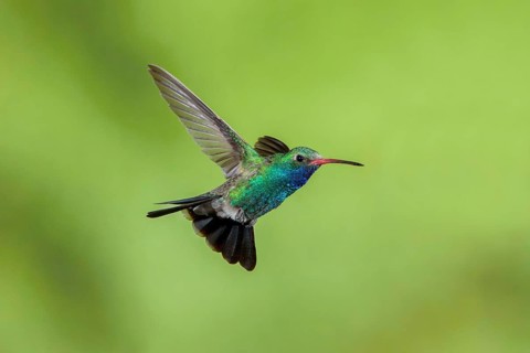 Broad-billed Hummingbird Cynanthus latirostris Santa Rita Mountains, Arizona, USA 18 May Adult Male