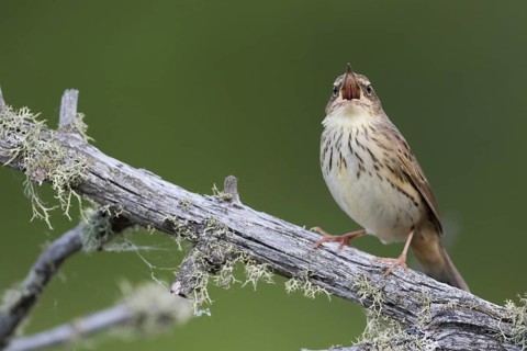 Lanceolated Warbler - Strichelschwirl - Locustella lanceolata ssp. lanceolata, Russia