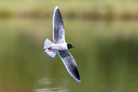 Little gull (Hydrocoloeus minutus, Larus minutus) adult in breeding plumage, summer plumage flying