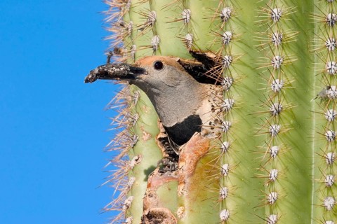 Gilded Flicker Colaptes auratus Tucson, Pima Co., ARIZONA, USA 29 April Adult Female carrying fecal